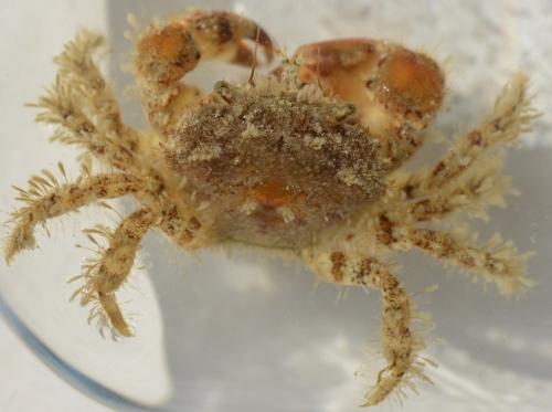 Pilumnus hirtellus
